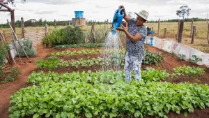 Alimentos Orgânicos